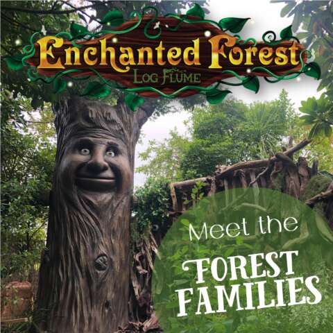 Enchanted Forest Meet the Creatures