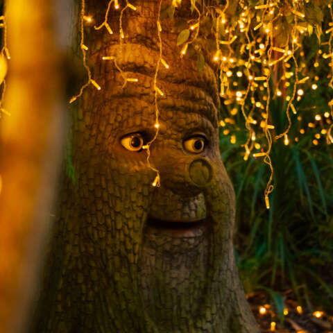 Enchanted Forest