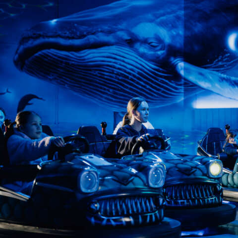 Deep Dive Dodgems
