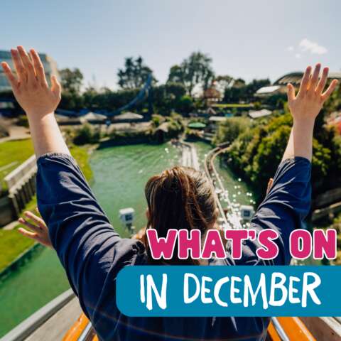 Whats On December